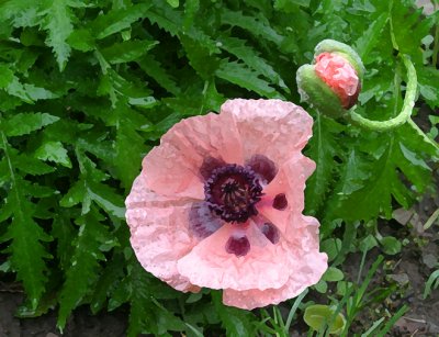 Pink Poppy