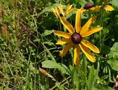 Blackeyed Susan