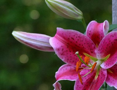 Red Day Lily