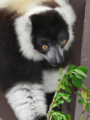 Lemurs