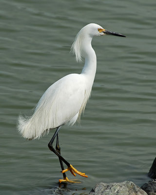 Wading Birds