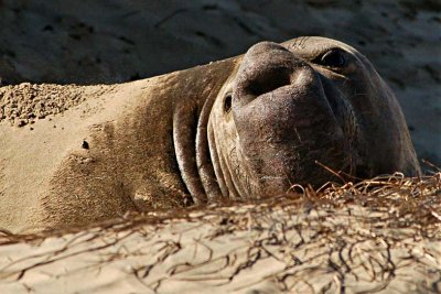 elephant_seals