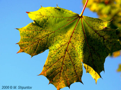 Autumn Leaves Fallen Leafs