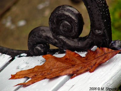 Autumn Leaves Fallen Leafs