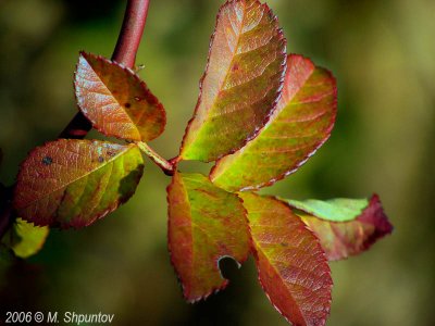 Autumn Leaves Fallen Leafs