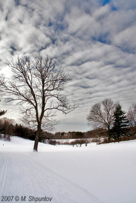 Trees And Snow