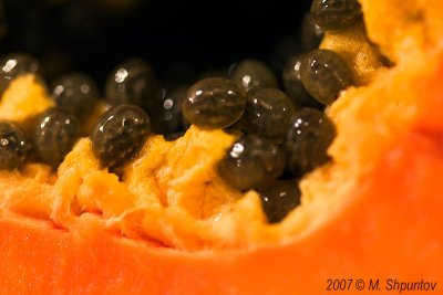 Things to shoot in a bad weather - Papaya