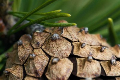 Pine Cone Scales