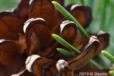 Inside Pine Cone