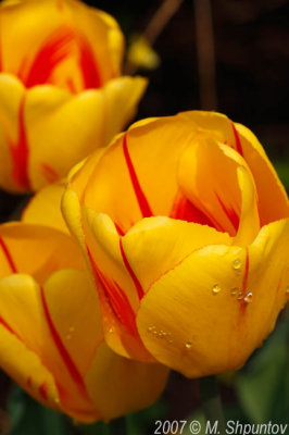 Tulips #20