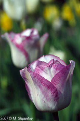 Tulips #11