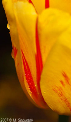 Tulips #9