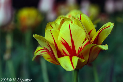 Tulips #13