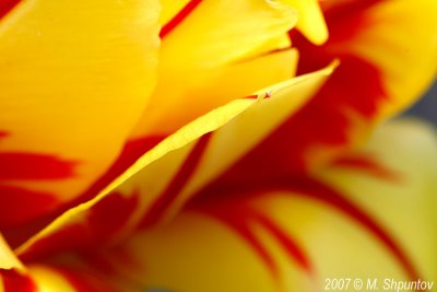 Tulips #24