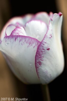 Tulips #33