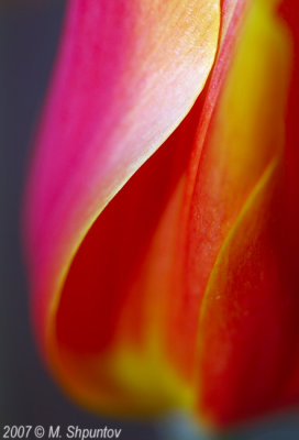 Tulips For Those Who Hate Flower Shots