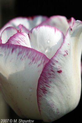 Tulips #17