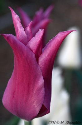 Tulips #48