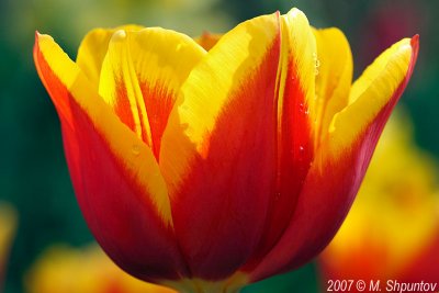 Tulips #50