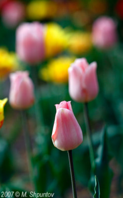 Tulips #57