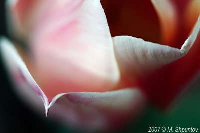 Tulips #54