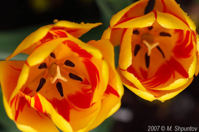 Tulips #55