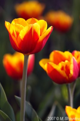 Tulips #58
