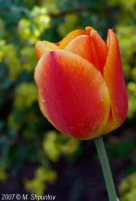 Tulips #60