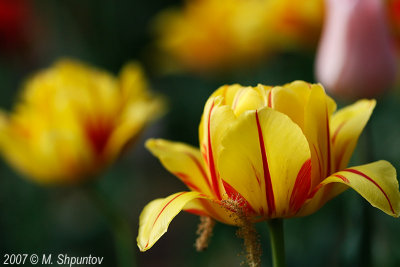 Tulips #64