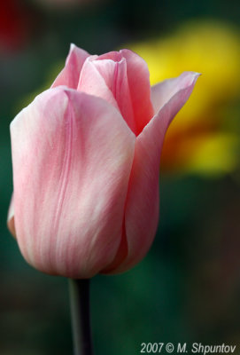 Tulips #65