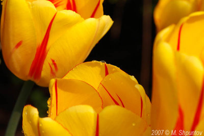 Tulips #1