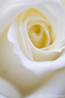 White Rose