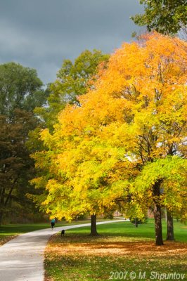 Yellow Tree - Wilmot Creek Park