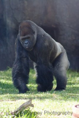 Busch Gardens