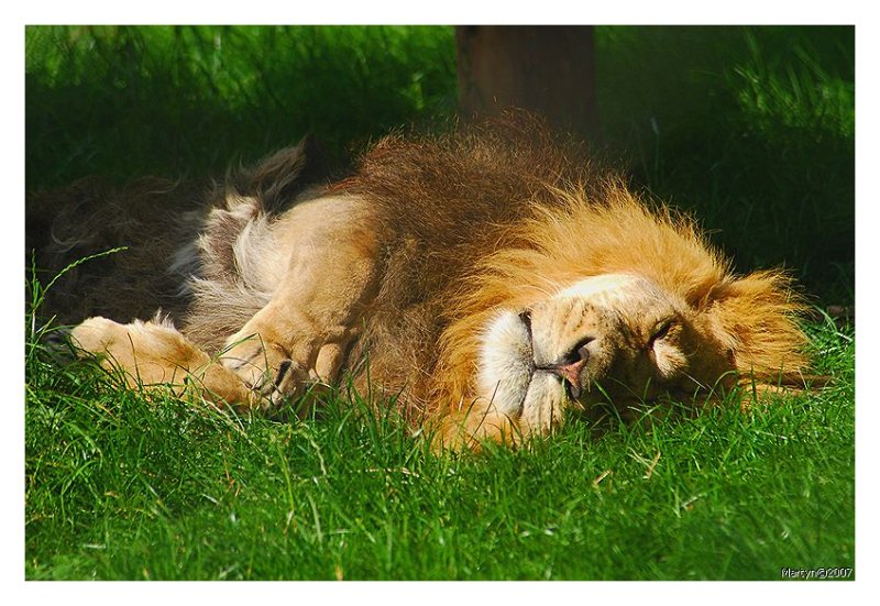 DSC_5555.jpg C zoo 8.jpg
