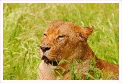 knowsley_safari_park