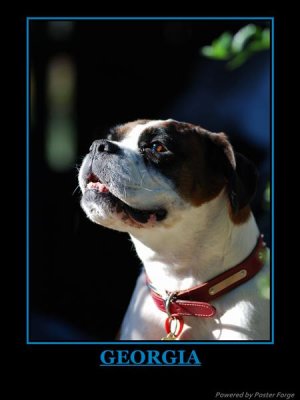 georgia_our_boxer_dog