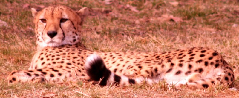 Cheetah at the zoo!