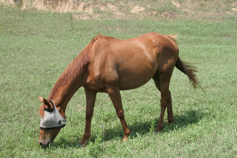 farmhorseFlymask.jpg