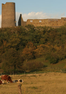 castlecows1_5335.jpg