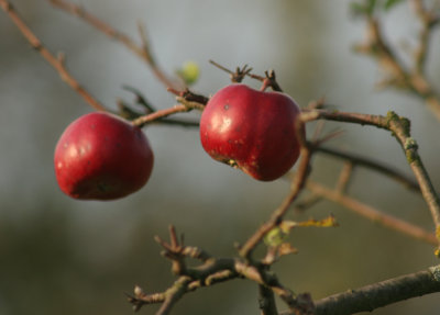 Fall Apples