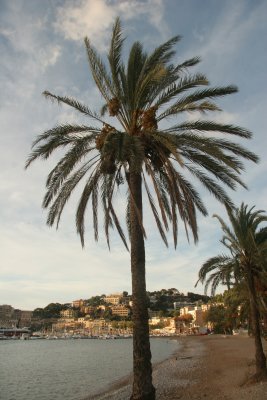 Palm tree Sollera