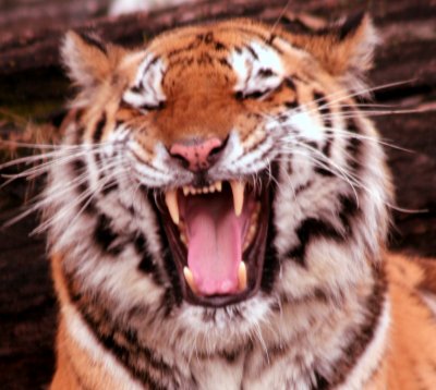 Tiger Roar!