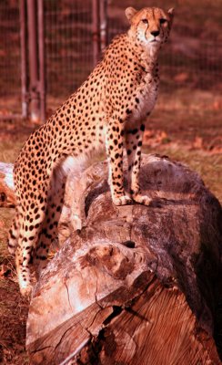 Cheetah Posing on Log