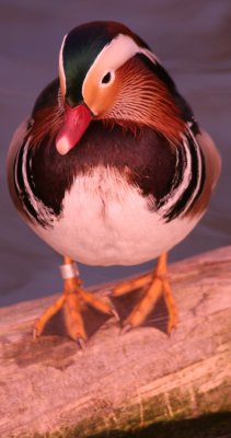 Mandarin Duck