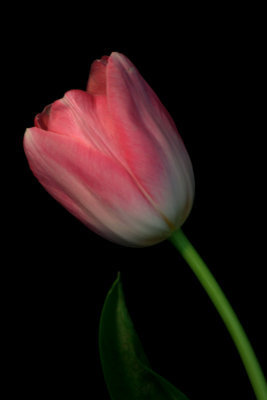 Tulip