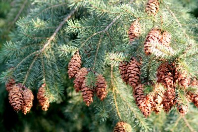 Pinecones at Pfalzademie