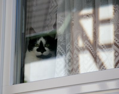 KittyinWindowLace.jpg