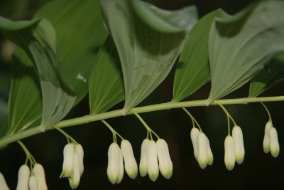 Spring Flowers