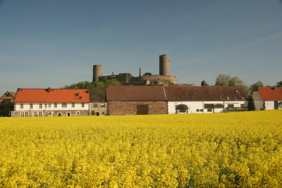 Munzenberg Castle Rape Seed Flowers